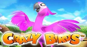 Crazy birds
