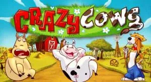 Crazy cows