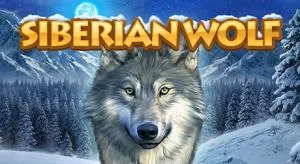 Siberian Wolf (Lupo Siberiano)