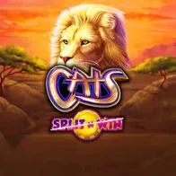 Cats Split n Win