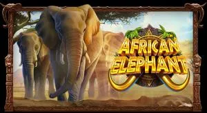 African Elephant