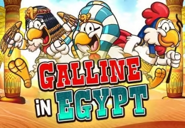Galline in egypt