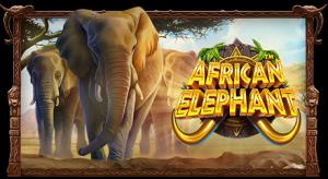 African Elephant